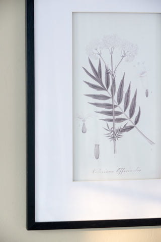 Set of 4 botanical wall art prints, view 18
